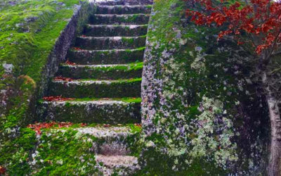 Escursione al Bosco del Serraglio e al Monte Casoli – 11 gennaio 2020