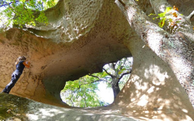 Corviano, la Selva di Malano e l’Antico Mulino – 31 maggio 2020