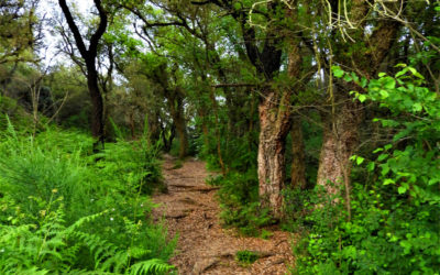 Escursione al Parco del Pineto – 10 settembre 2020