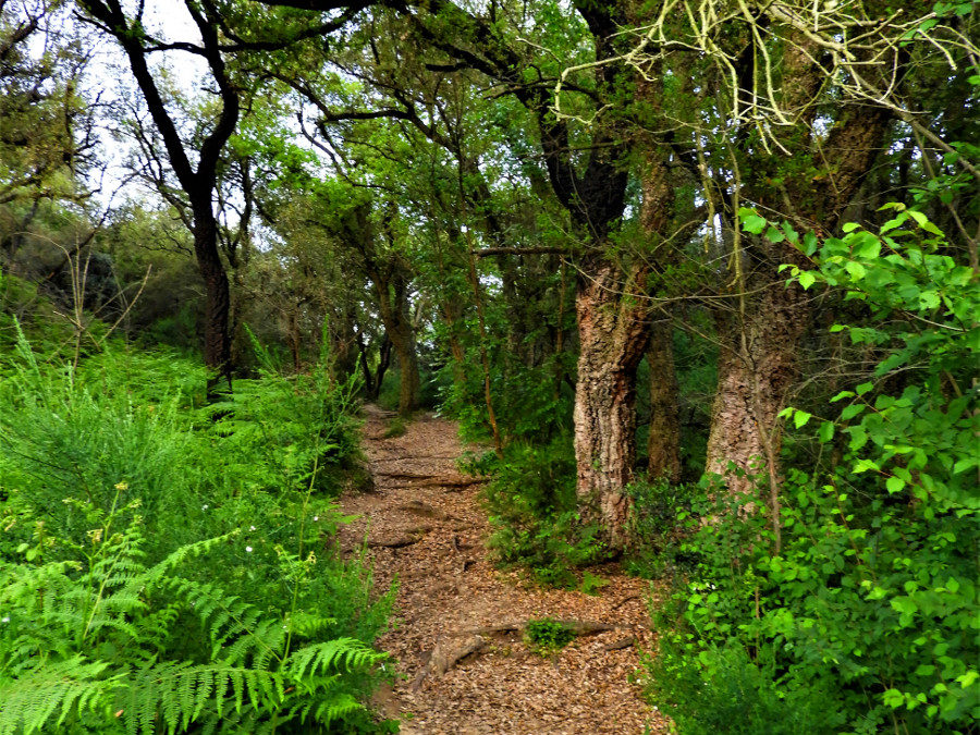 Escursione al Parco del Pineto – 10 settembre 2020