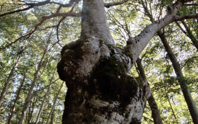 Colle Campitellino: Escursione nel Parco dei Simbruini – 25 ottobre 2020