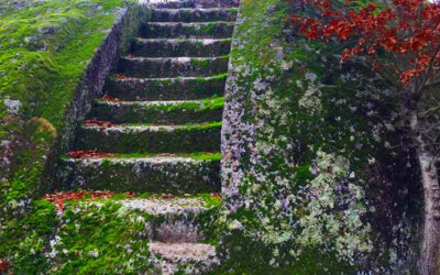 Il Bosco del Serraglio e l’abitato rupestre di Monte Casoli – 13 dicembre 2020