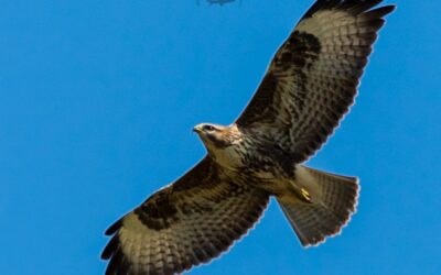 Impariamo a riconoscere gli uccelli del lazio in 7 incontri  – 25 febbraio/11 aprile 2021