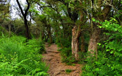 Grande Anello del Parco del Pineto – 17 aprile 2021