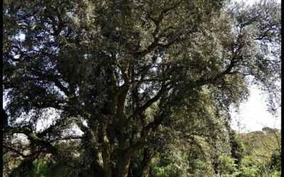 AL COMPLETO La Riserva dell’Insugherata tra la Francigena e le più belle foreste di Roma – 8 dicembre 2021