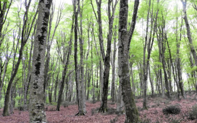 Monte Raschio: una Foresta patrimonio dell’umanità – 30 maggio 2021