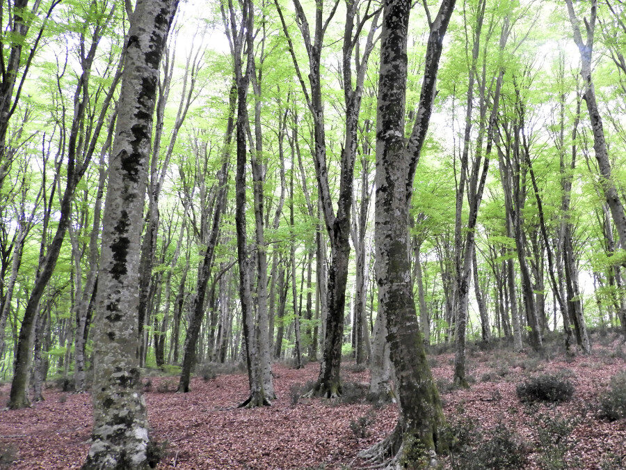 Monte Raschio: una Foresta patrimonio dell’umanità – 30 maggio 2021