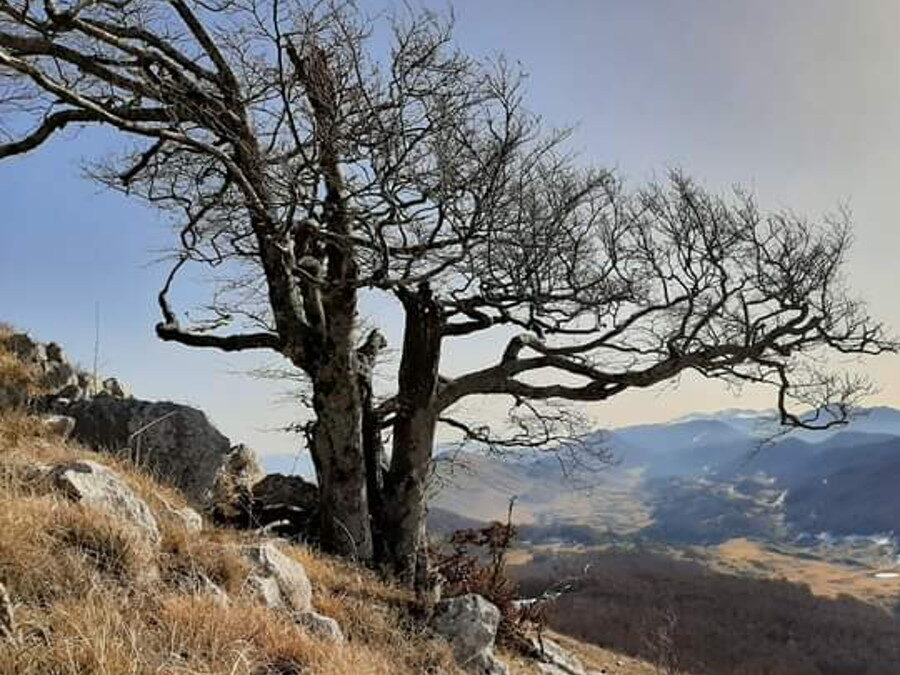 Il Monte Midia e la sua Faggeta – 13 giugno 2021