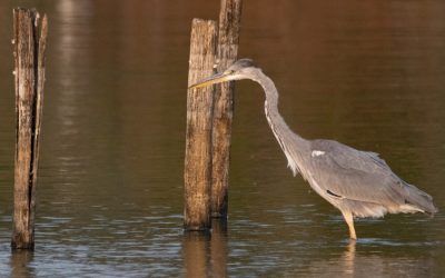 Escursione naturalistica e tramonto sul mare nella Riserva di Macchiatonda – 11 luglio 2021