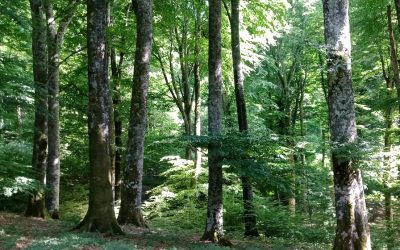 La Faggeta del Cimino. Le piante e gli animali del bosco – 3 luglio 2021