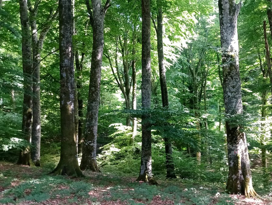 La Faggeta del Cimino. Le piante e gli animali del bosco – 3 luglio 2021