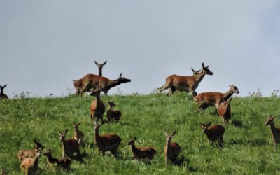 Il Bramito Dei Cervi Nel Parco Nazionale D’Abruzzo – dal 21 al 22 settembre 2024