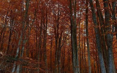 Le ultime escursioni di novembre… E non solo! 🍁