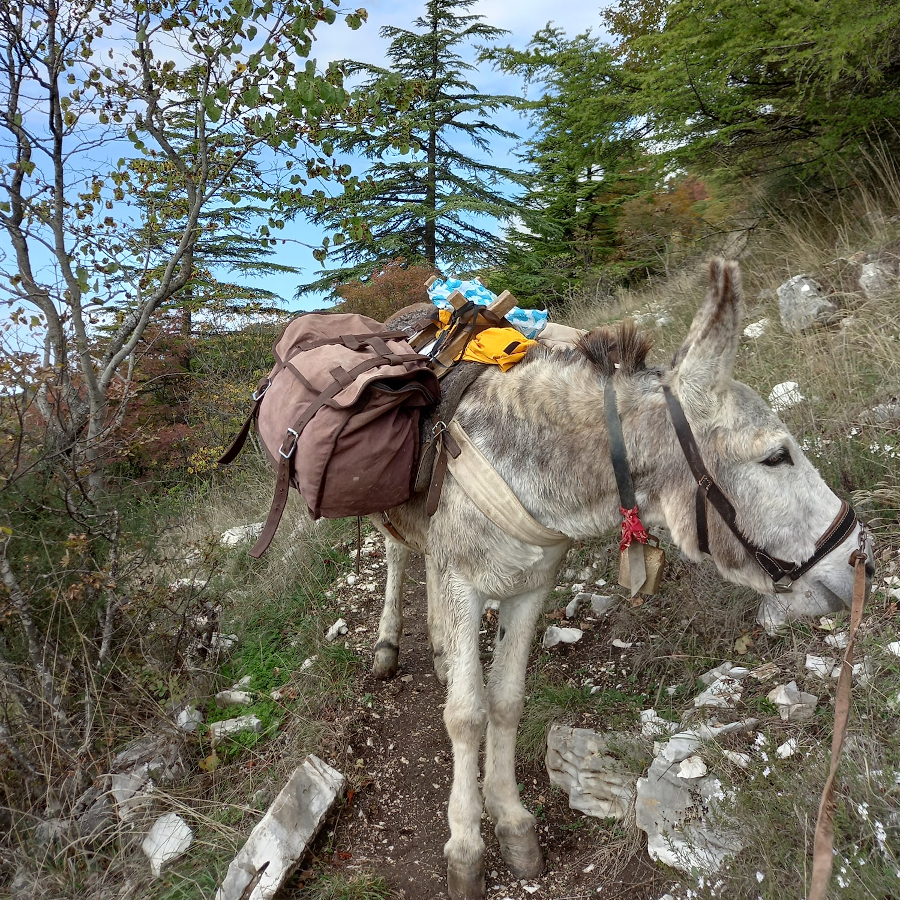 Nel Bel Mezzo Dell Autunno Tante Escursioni Camminesploratori