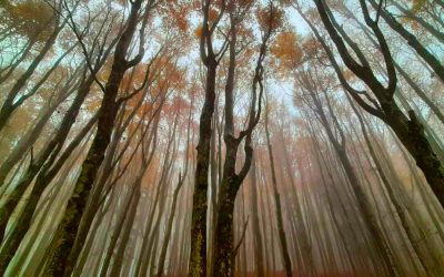 Capodanno alla Foresta Casentinese – 31 dicembre 2021 / 2 gennaio 2022