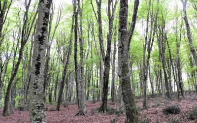 Monte Raschio: Una Foresta Patrimonio Dell’Umanità – 17 novembre 2024