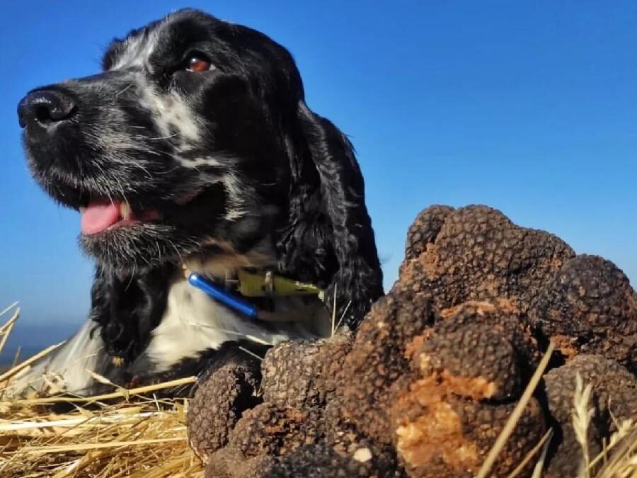 La Montagnola: Un Viaggio alla Scoperta del Tartufo – 8 marzo 2025