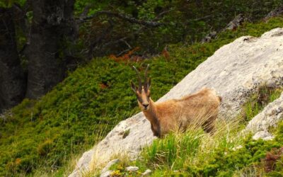 Parco Nazionale d’Abruzzo: alla scoperta di un gioiello della natura!  – Dal 31 maggio al 2 giugno 2025